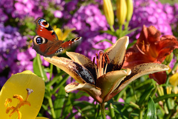 Schmetterling 616 © K.-U. Häßler