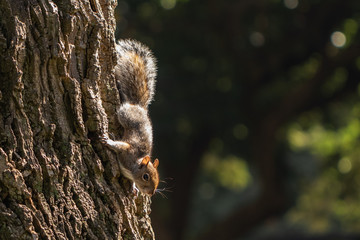 Beautiful squirrel