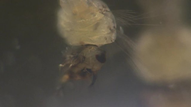 Paramesia Paramecia bilder – Bläddra bland 1,808 stockfoton, vektorer och videor ...
