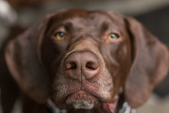 Portrait of a German short-haired pointer dog