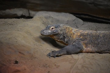 iguana in the sand at the zoo