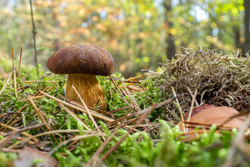 borowik w lesie jesienią © rpetryk