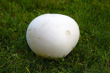 Riesenbovist