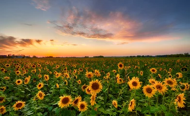 Foto auf Alu-Dibond Schöner Sonnenuntergang über Sonnenblumenfeld © Piotr Krzeslak