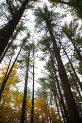 Fototapeta premium up in the trees