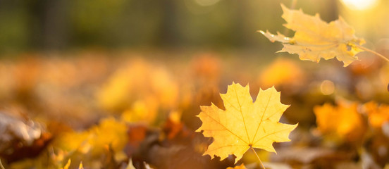 fallen leaves in the autumn forest in sunny weather. Background with copy space. Thanksgiving Day mood banner