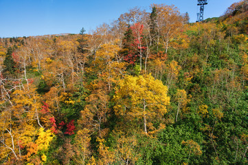 旭岳の紅葉