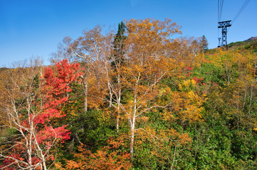 旭岳の紅葉