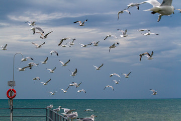 A Flock of seagulls taking flight