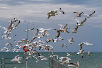 A Flock of seagulls taking flight
