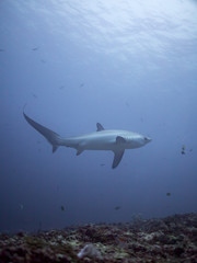 A thresher shark swims  over the reef at dawn