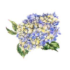 Watercolor blue blooming hydrangea, leaves, buds. Natural botanical floral collection isolated on white background