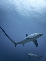 Two thresher sharks hunt for food in the early morning light