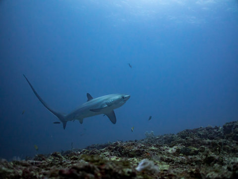 A thresher shark swims  over the reef at dawn