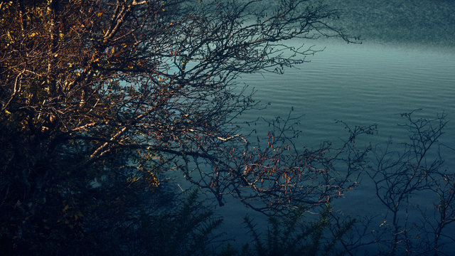 Fototapeta Blue lake through tree