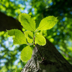 A cluster of green leaves on a tree seen from below