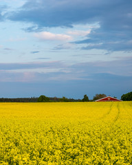 Obraz premium A blooming rapeseed field with a traditional red Swedish barn in the background.