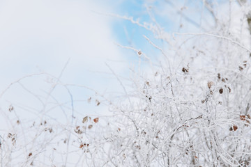 Winter background with snow branches and blue sky. Holiday Christmas greeting card