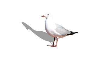 grey sea gull bird stand in white background with clipping path