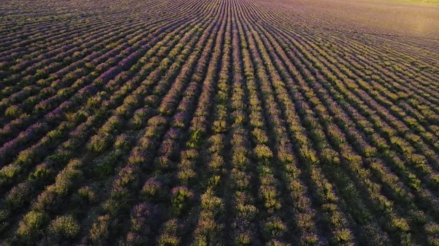 Aerial view of rows of purple lavender in blooming field during sunset, floral background. Shot. Breathtaking lilac flowers growing on the furrows of big beautiful field.
