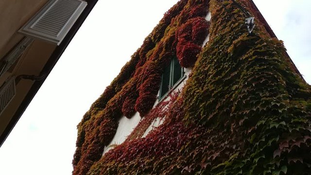 Cocconato d'Asti, Piedmont, Italy. October 2019. Tilt film on a house completely covered with a creeping plant with brightly colored autumn leaves, mostly red. 30fps.