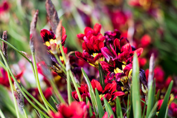 gardening close up red yellow Harlequin flower blooming