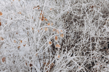 Winter Background with snow branches tree leaves and snowflakes on background Holiday Christmas greeting card