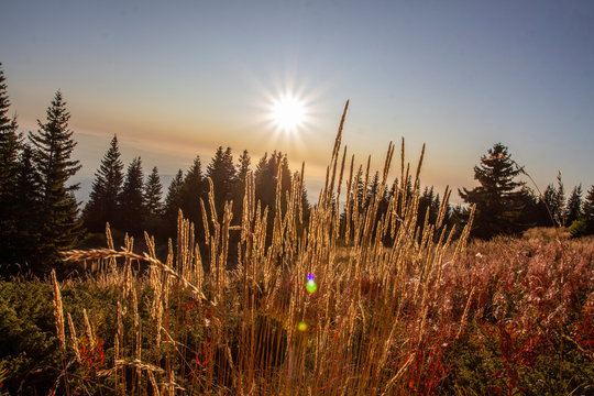 sunset in the field