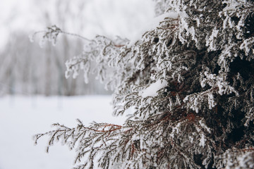 Winter bright background with pine branch in frost. Snow-covered branches.