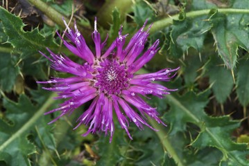 Violet plumeless thistles, carduus with tubular petals