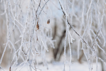 Winter background with snow branches. Holiday Christmas greeting card