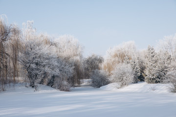 Fototapeta na wymiar Winter park landscape in frosty and sunny day