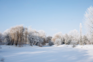Winter park landscape in frosty and sunny day