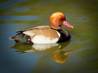 Red duck reflections in the water