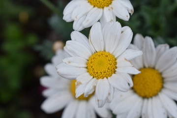 Fototapeta premium White Daisies in a Garden