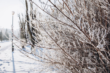 Winter background with snow branches. Holiday Christmas greeting card