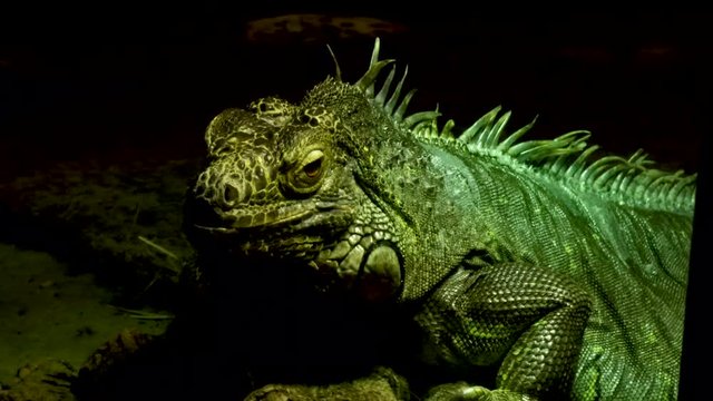 green iguana sitting against dark background in light and shadow