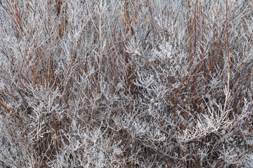 Winter background with snow branches. Holiday Christmas greeting card