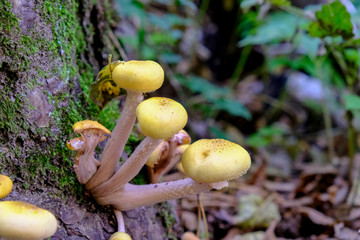 mushrooms in the autumn wood
