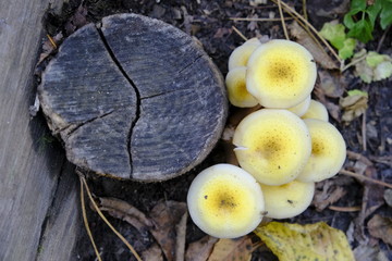 Mushrooms in an autumn wood