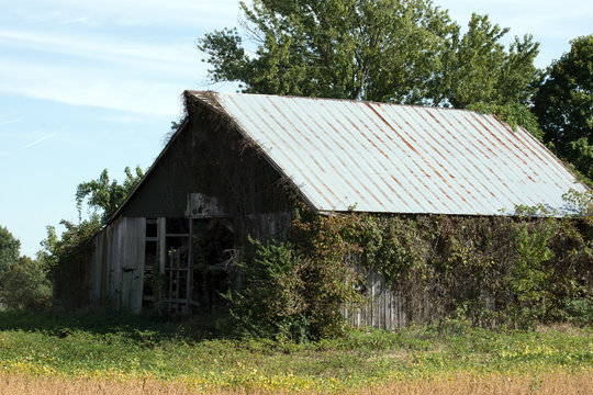 An old wooden barn with vines growing on it.