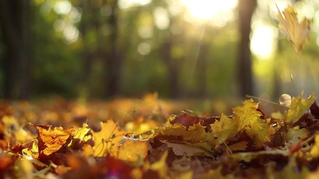 Yellow maple leaves fall and fly against the backdrop of an autumn park. Thanksgiving mood.