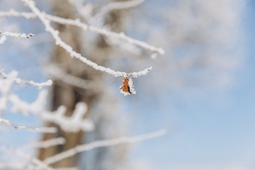Winter Background with snow branches tree leaves and snowflakes on background Holiday Christmas greeting card