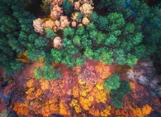 Fototapeta na wymiar Aerial view of beautiful autumn forest at sunset. Colorful landscape with multicolored trees with green, red, orange and yellow leaves. Park in fall. Top view. Autumn colors. Forest from above. Nature