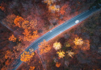 Aerial view of road in beautiful autumn forest at sunset. Colorful landscape with empty road from above, trees with red, yellow and orange leaves. Top view of highway. Autumn colors. Fall woods