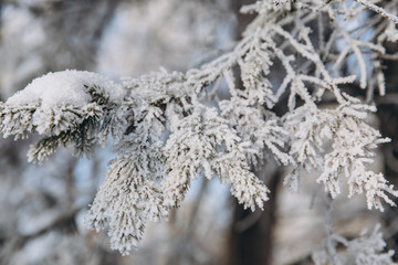 Winter bright background with pine branch in frost. Snow-covered branches.