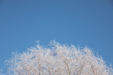 Branches of snowy trees on blue sky background.