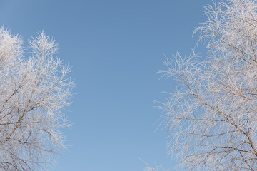 Branches of snowy trees on blue sky background.