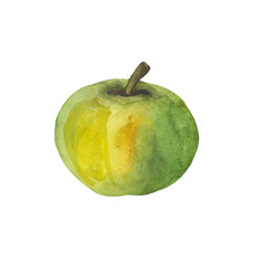 Watercolor green apple. Composition on a white background, for design decisions on the theme of fruit and cooking