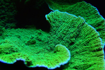 Montipora SPS coral in coral reef aquarium tank